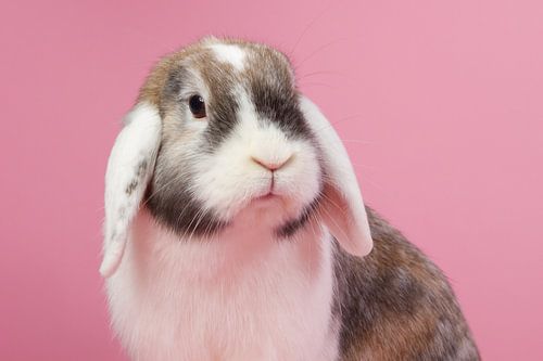 Pretty in pink