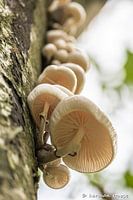 porcelain fungus on tree