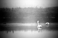 Swans