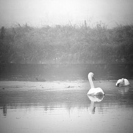 Cygnes sur Koen Smit