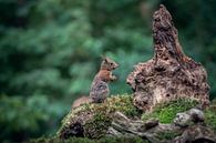 Eichhörnchen von Fronika Westenbroek Miniaturansicht