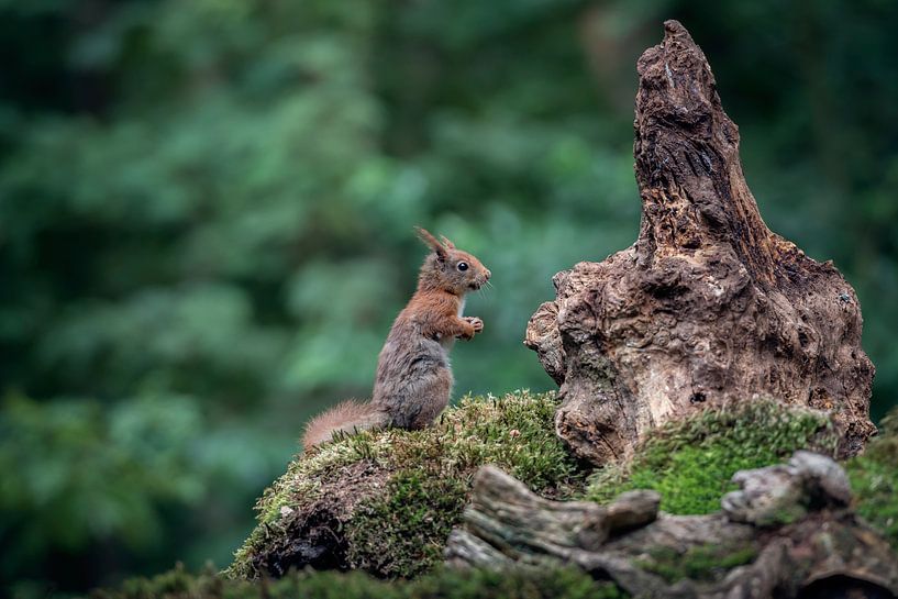 Eichhörnchen von Fronika Westenbroek