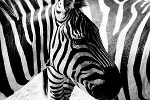 Zebra strepen van Nico van der Vorm