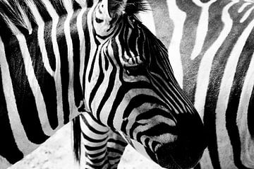 Zebra-Streifen von Nico van der Vorm