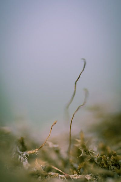Korstmos op een groene ondergrond tegen een blauwe achtergrond.  by Robert Wiggers