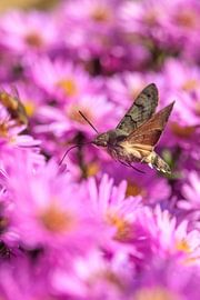 Flowery Hummingbird von Sascha Sirch