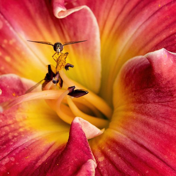 Schwebfliege auf Staubgefäß der Lilie von Ribbi