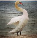 Beautiful swan posing for the camera, Netherlands von Daniel Chambers Miniaturansicht