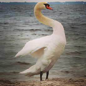 Beautiful swan posing for the camera, Netherlands van Daniel Chambers