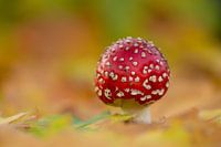 Fly agaric