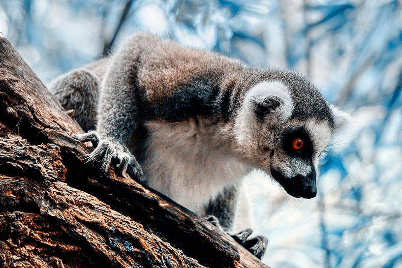 Maki par Liberty Biesma