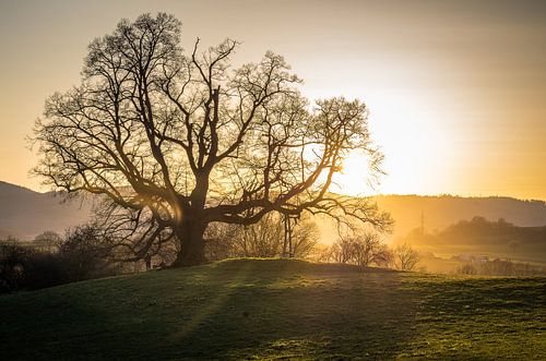 Avondzon bij de oude linde