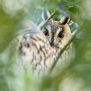Hibou des marais