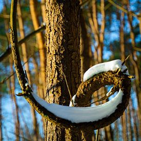 Beautiful bent branch with glistening snow in the sun by Jesse Slagman