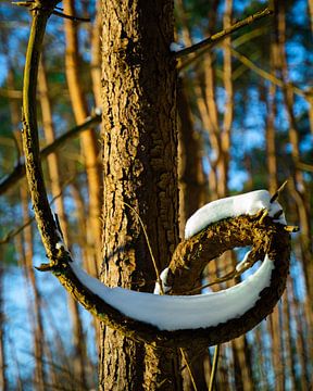 Prachtige kromme tak met glinsterende sneeuw in de zon van Jesse Slagman