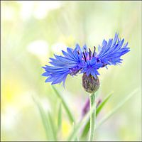 single blue