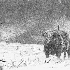 Schotse Hooglander in de Nederlandse Winter van Pieter van Dijk