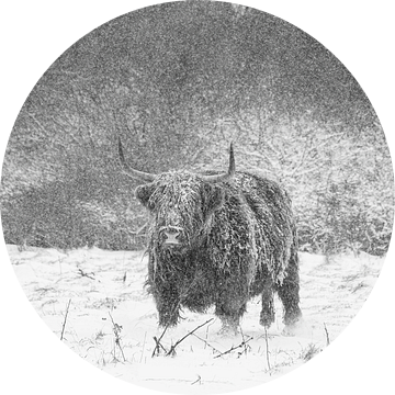 Schotse Hooglander in de Nederlandse Winter van Pieter van Dijk