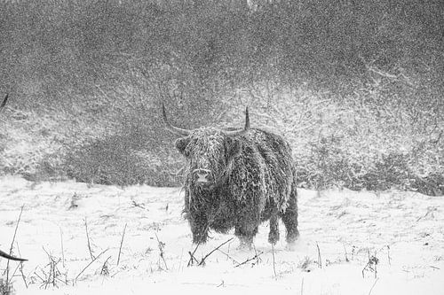 Schotse Hooglander in de Nederlandse Winter