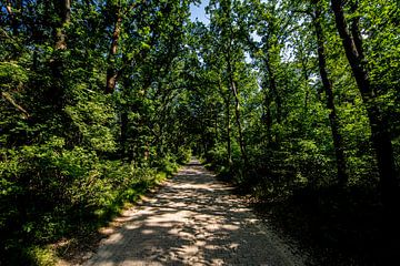 Bomenlaan met bomen en mooie schaduwen. van Brian Morgan