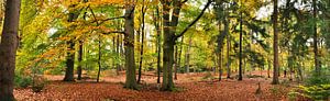 L'automne au Lage Vuursche