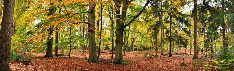 Herbst in der Lage Vuursche von Corinne Welp