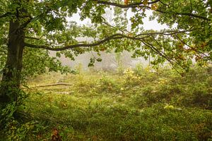 Doorkijk in het bos sur Dirk van Egmond