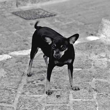 Andalusian short-haired Chihuahua (pelo corto) in Cádiz by Silva Wischeropp
