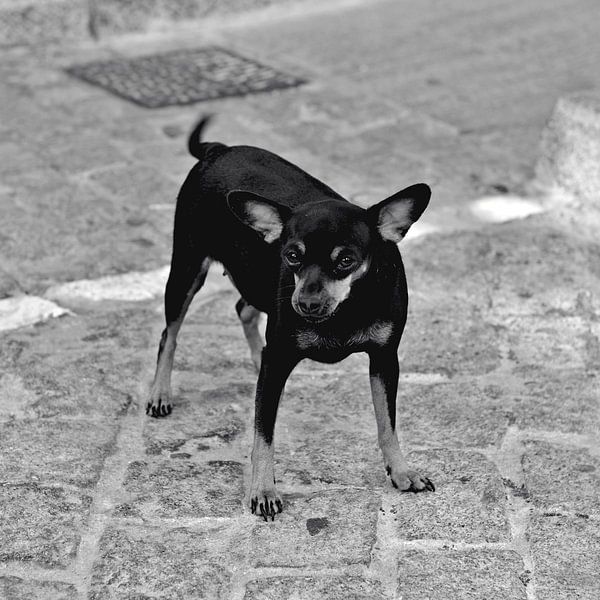 Andalusischer, kurzhaariger Chihuahua (pelo corto) in Cádiz  von Silva Wischeropp