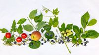 Frisches lokales Obst
