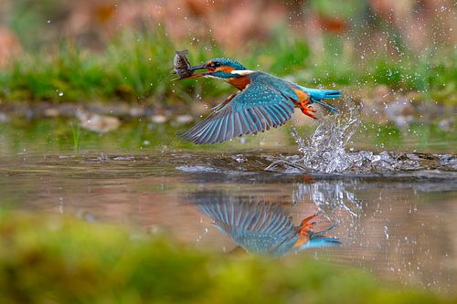 Eisvogel von Andreas Müller