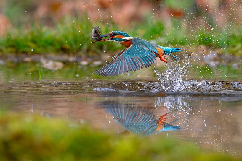 Kingfisher by Andreas Müller