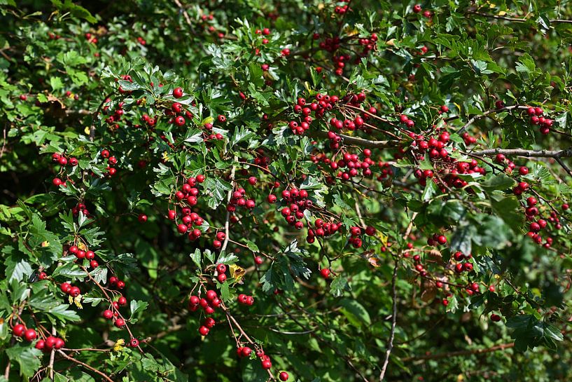 Buisson de groseilles dans la forêt de Haarlemmermeer (Hoofddorp) par JGL Market