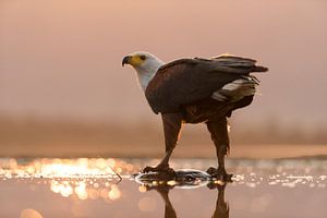 African Fish Eagle standing on a fish von AGAMI Photo Agency