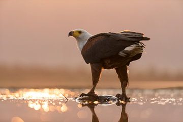 Afrikaanse Zeearend staand op een vis