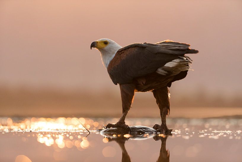 African Fish Eagle standing on a fish by AGAMI Photo Agency