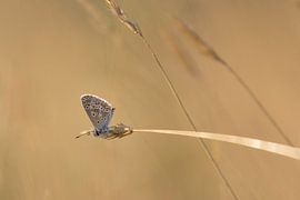 De kleine natuur van Marc Crutzen