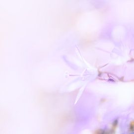 Flower by Ron Kleinjans