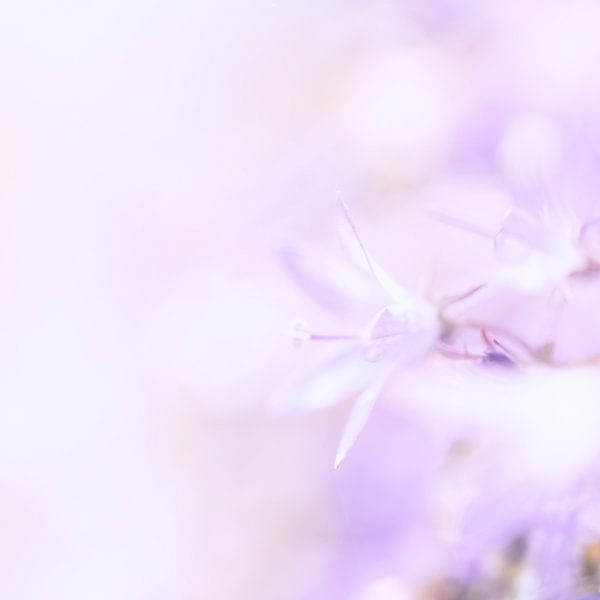 Flower by Ron Kleinjans