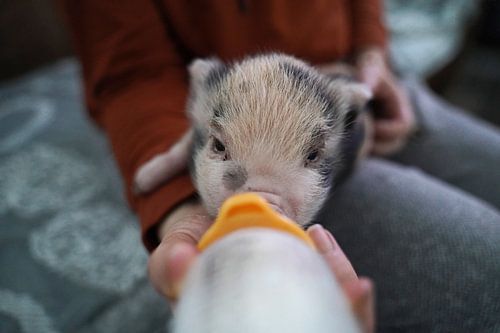 Bonte miniatuur handopfok biggetjes tijdens voedertijd