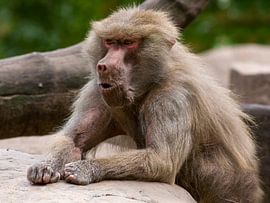 Japanse Makaak : DierenPark Amersfoort van Loek Lobel