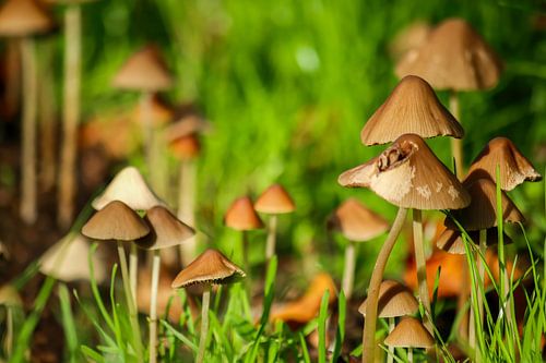 Paddenstoelen