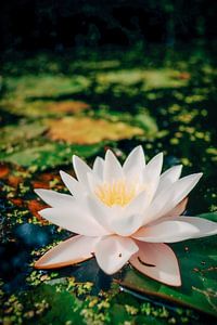 Eine weiße Seerose im bunten Wasser