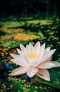 A white water lily in colourful water by Karin vanBijlevelt thumbnail