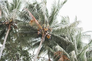 Onder de Australische Palmbomen van DsDuppenPhotography