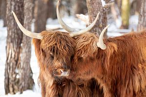 Schotse Hooglanders in love van Dennisart Fotografie