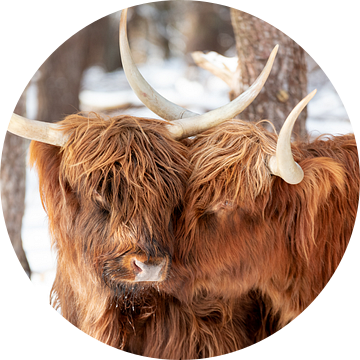 Schotse Hooglanders in love