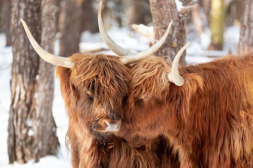 Schotse Hooglanders in love