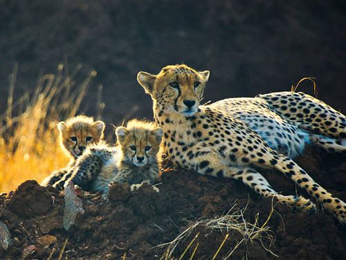 Gepard mit 2 Welpen im Gegenlicht