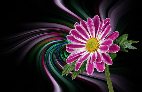 Margerieten (Leucanthemum) tegen een abstracte achtergrond